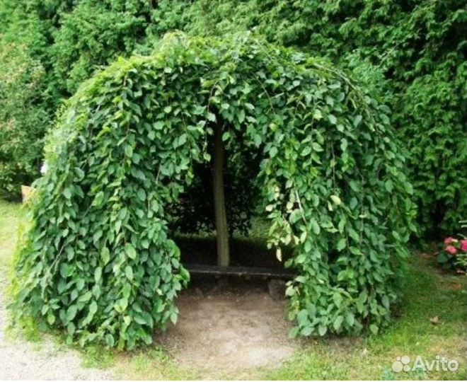 Саженцы Шелковицы на штамбе (зкс)