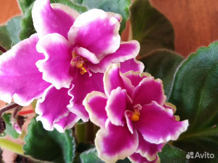 Фиалки разные