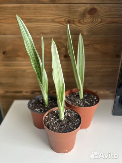 Сансивиерия металлика