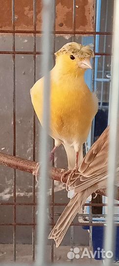 Кенара и канарейки