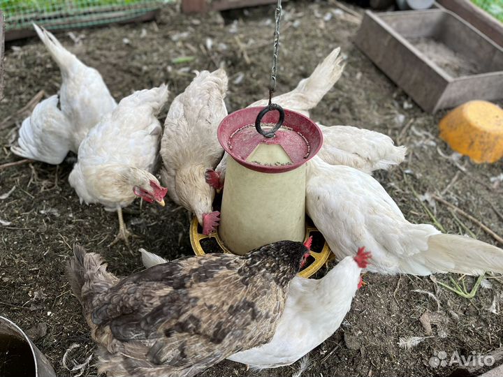 Куры несушки