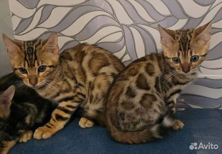 Бенгальская кошка