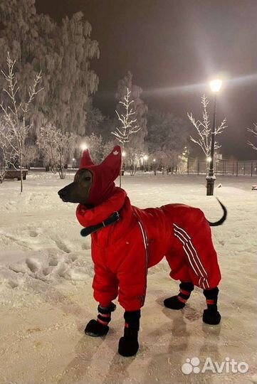 Пошив для собак