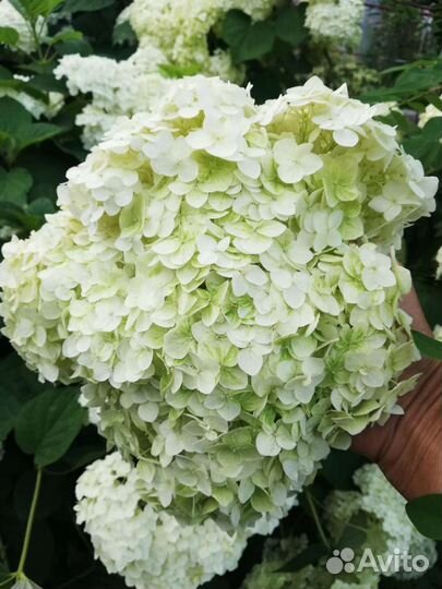 Катальпа,Бундук,Годжи,Спирея,Гортензия