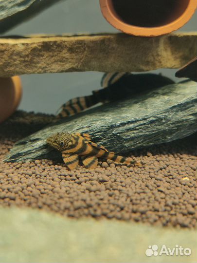 Анциструсы, номерные сомики (L-сомы)