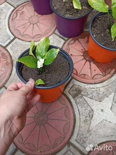 Цветок спатифиллум (женское счастье)