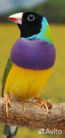 Амадины гульда самец