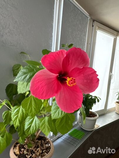 Отростки Мальдивской розы с корнями