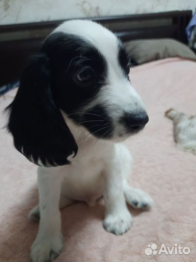 Русский спаниель мальчик