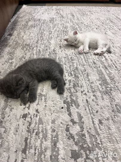 Шотландские котята