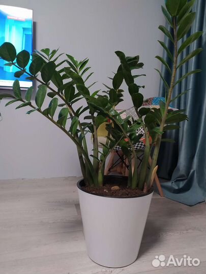 Замиокулькас