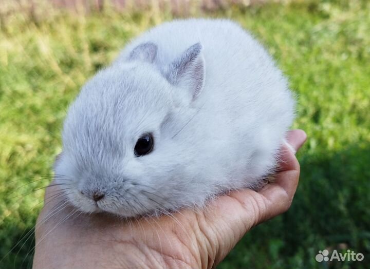 Крольчата минор