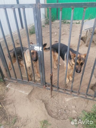 Продам щенков
