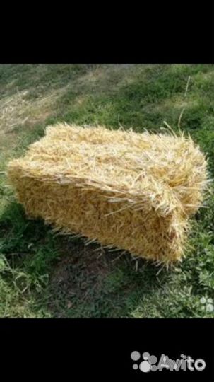 Солома ячменная