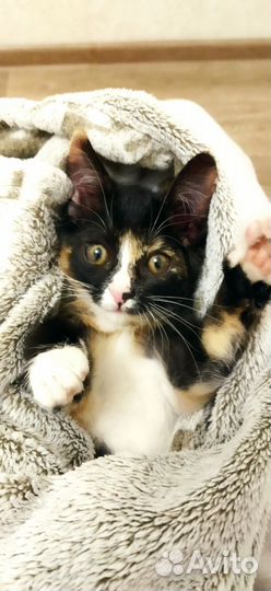 Энни милашка