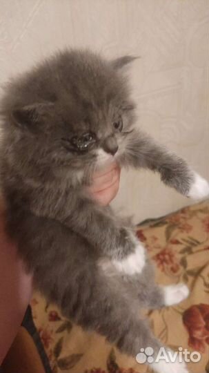 Кошка в дар бесплатно