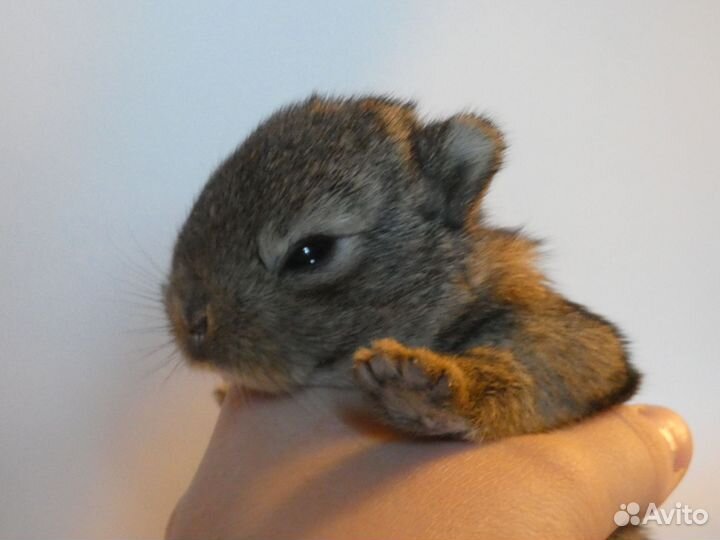 Карликовые кролики