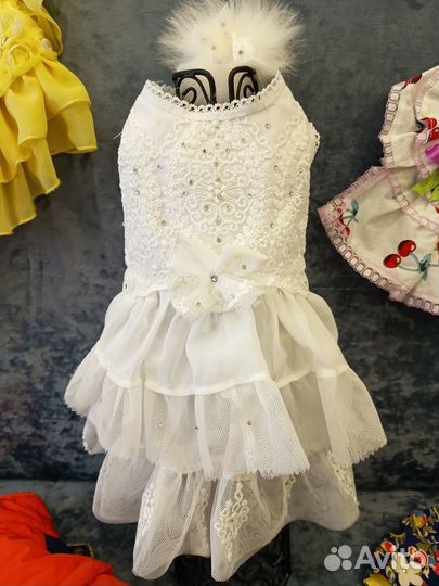 Одежда для небольшой собачки пакетом, йорк, шпиц