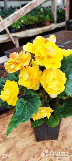 Бегония ампельная вегетативная