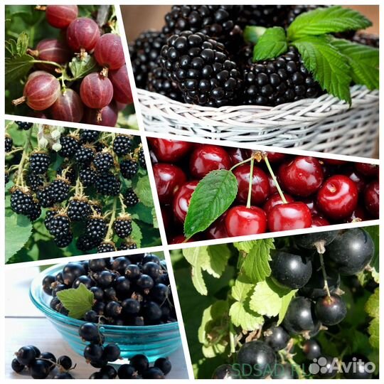 Плодовые кустарники