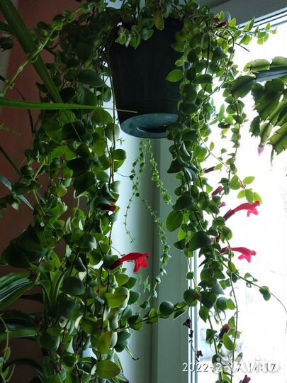 Цветы комнатные