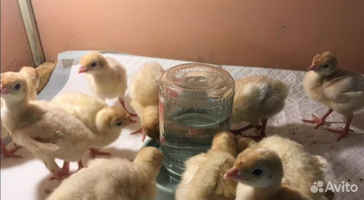 Индюшата суточные