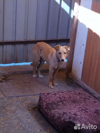 Щенок девочка в добрые руки