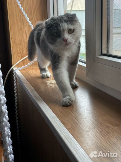 Кошечка скотиш фолд