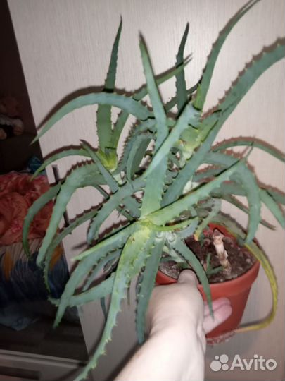 Алоэ столетник