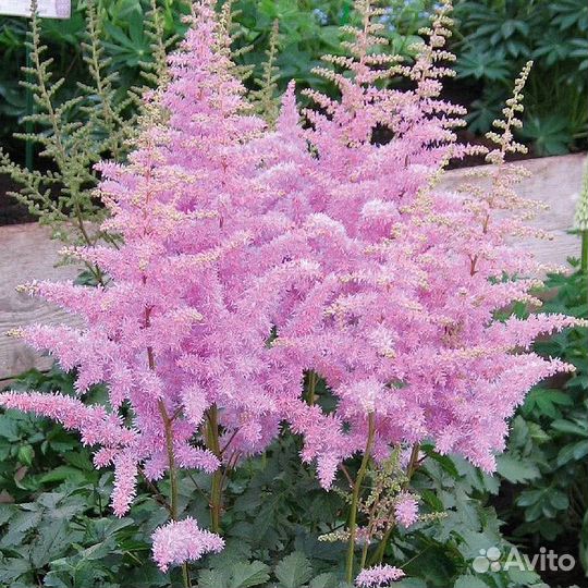 Астильбы сортовые