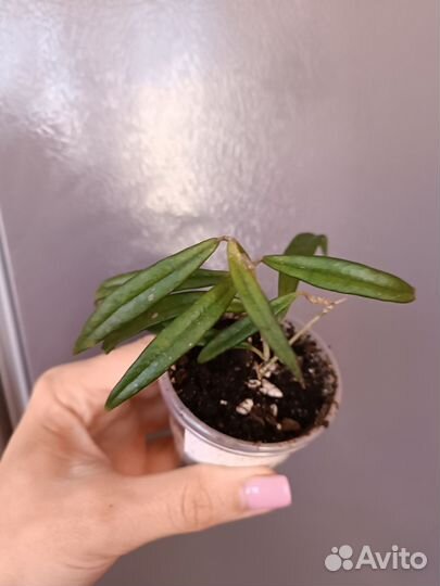 Хойи укорененные