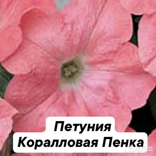 Вегетативная петуния и семенная, колеус аватар