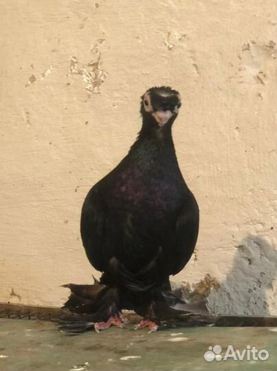 Продам еврозийцев