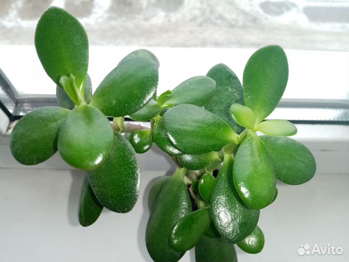 Толстянка (денежное дерево)