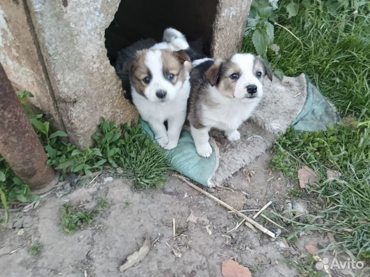 Щенки