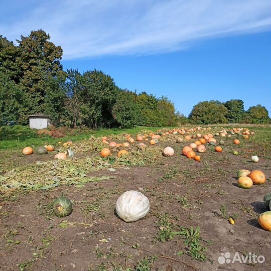 Тыква на корм