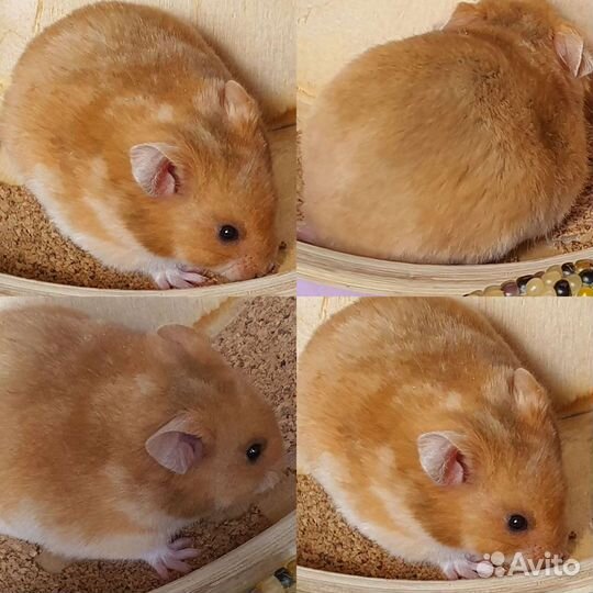 Сирийские хомяки 3 недели