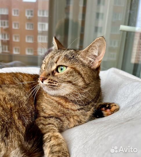 Чудо-кошка полосатка Тиффани в добрые руки