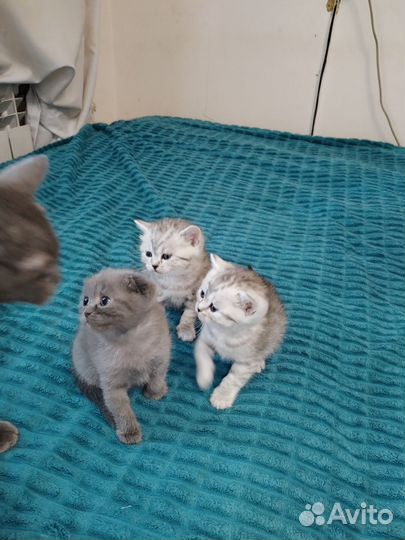 Шотландская