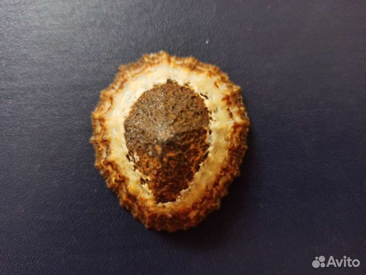 Морская раковина