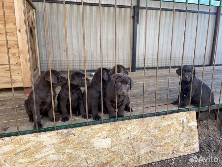 Щенки лабрадора шоколадки