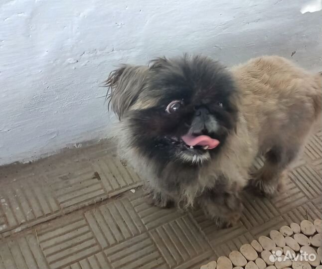 Найден пекинес