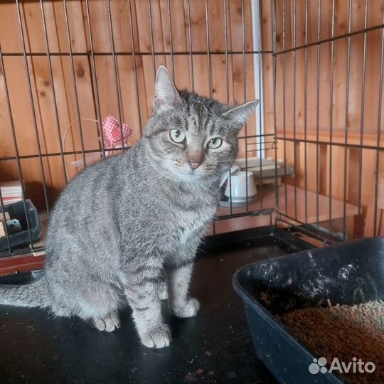 Мурка ищет дом