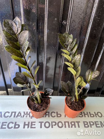 Замиокулькас Равен