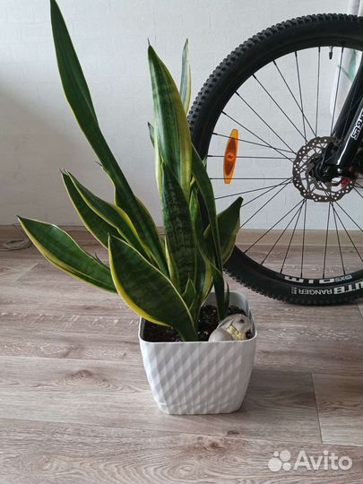 Комнатные цветы