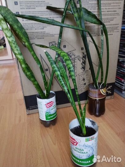 Сансевиерия. Комнатные цветы