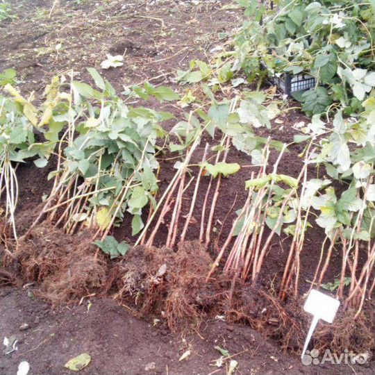 Саженцы малины