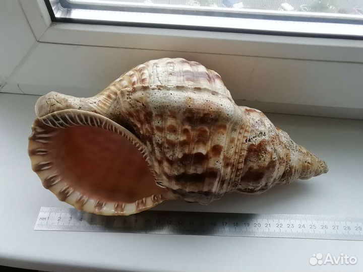 Морские ракушки раковины