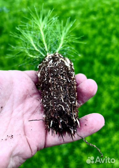 Зкс и окс Сосна Ель Лиственница сеянцы Голуб горн