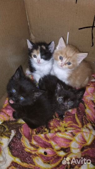 Котята в добрые руки
